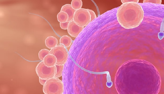آسیب DNA اسپرم، عامل سقط جنین