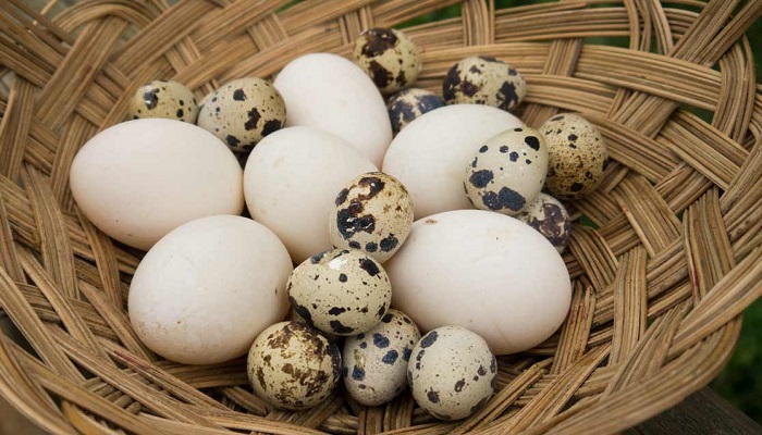 مقایسه ارزش تغذیه ای تخم پرندگان مختلف
