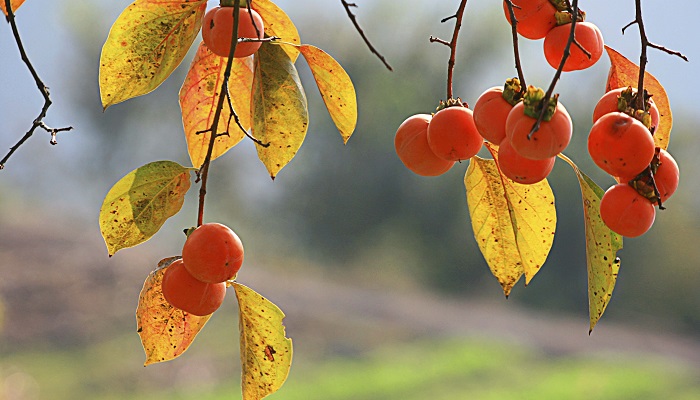 بهترین میوه های پاییزی برای دور کردن بیماری ها