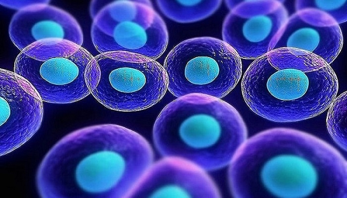 استفاده از سلول های بنیادین در درمان دیسک کمر و ساییدگی زانو