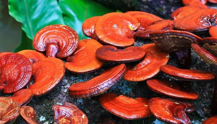 واقعیت های مصرف قارچ گانودرما واقعیت های مصرف قارچ گانودرما