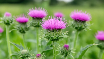 درمان کبد چرب با خار مریم