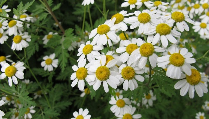 بابونه دارای ترکیبات ضد سرطانی است بابونه دارای ترکیبات ضد سرطانی است