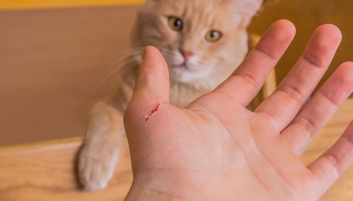 بیماری خراش گربه چیست؟ آیا خطرناک است؟