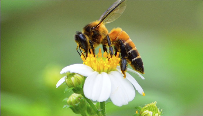 امید به درمان اگزما با نیش زنبور عسل