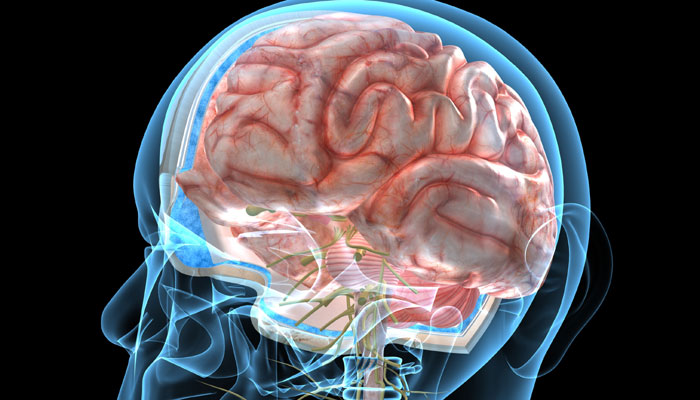 مغز زنان و مردان تفاوت زیادی با هم ندارند