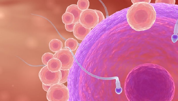 آسیب DNA اسپرم، عامل سقط جنین آسیب DNA اسپرم، عامل سقط جنین