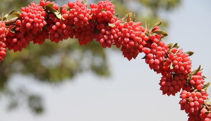 خواص درمانی زرشک در درمان بیماریهای کبدی