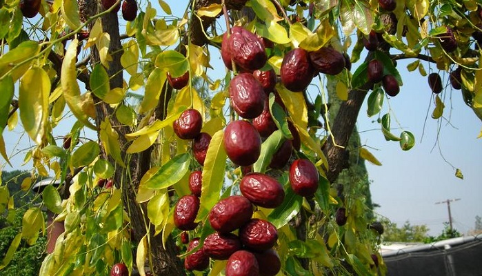 آشنایی با عناب و خواص درمانی آن