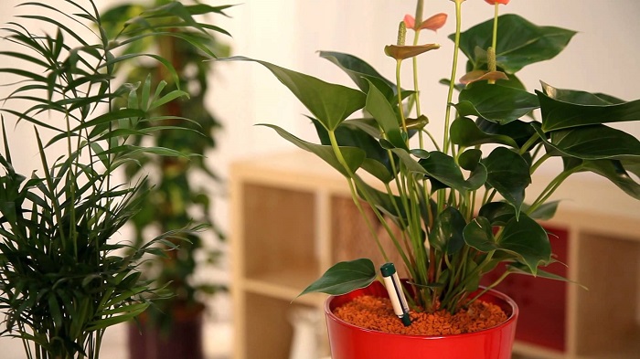 آشنایی با گیاهانی که هوای خانه را تصفیه می کنند