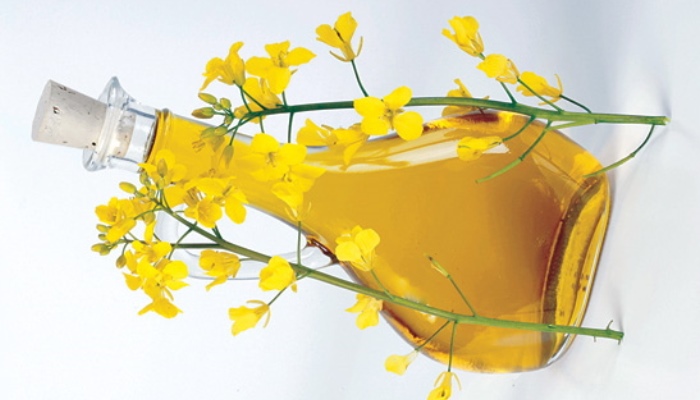 روغن کانولا برای سلامت مغز مضر است روغن کانولا برای سلامت مغز مضر است