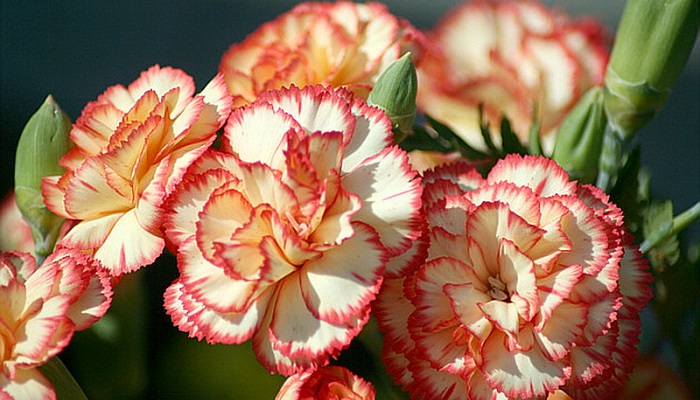 کاهش درد موضعی با روغن گل میخک