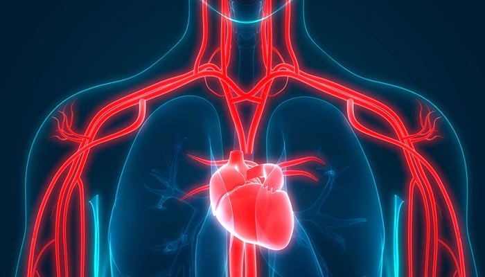 تاثیر کنترل تیروئید بر سلامت قلب
