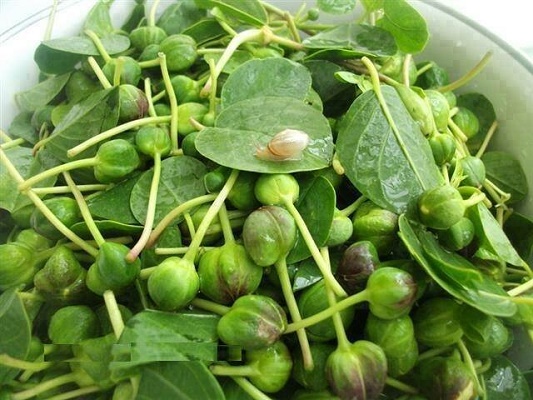 گیاه کبر (کاپاریس) سرشار از آهن گیاه کبر (کاپاریس) سرشار از آهن