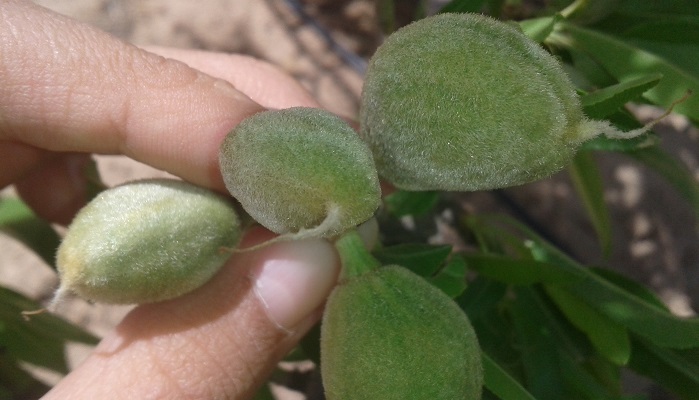 دانستنی هایی درمورد چغاله و گوجه سبز