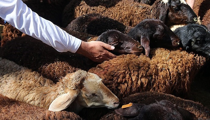 توصیه هایی برای ذبح بهداشتی دام در آستانه عید قربان توصیه هایی برای ذبح بهداشتی دام در آستانه عید قربان