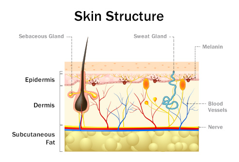 ساختمان پوست