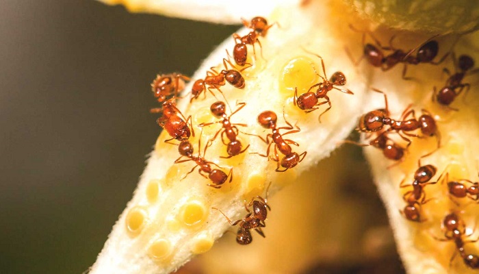 مورچه های آتشین به کمک درمان پسوریازیس می آیند
